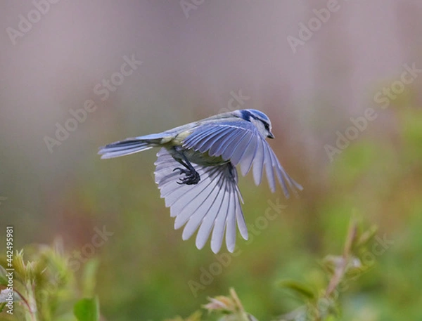 Obraz Blaumeise (Cyanistes caeruleus)