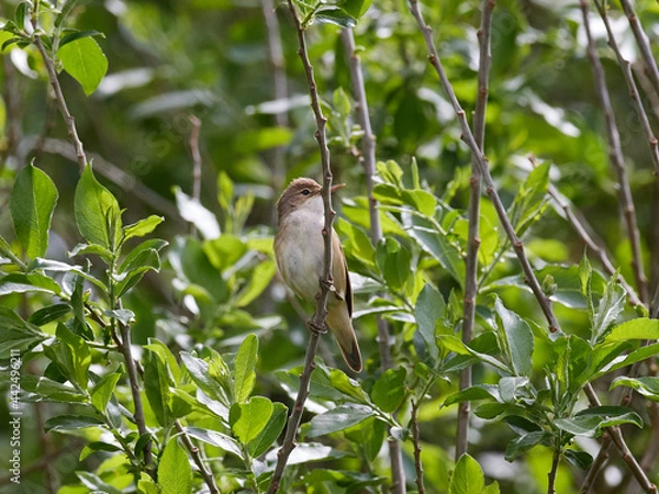 Obraz Sumpfrohrsänger (Acrocephalus palustris)