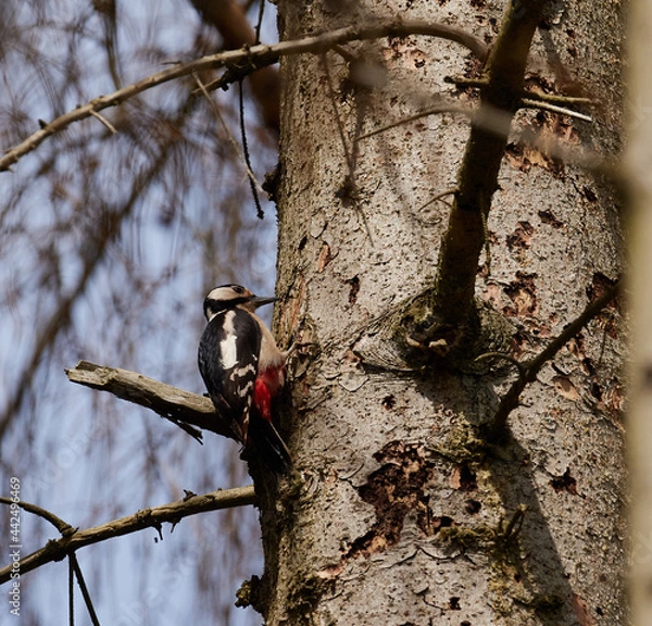 Obraz Buntspecht (Dendrocopos major)