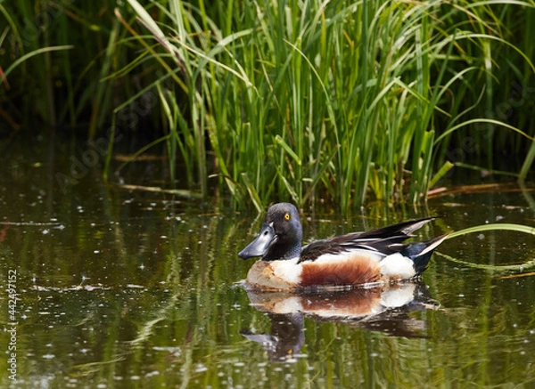 Obraz Löffelente (Anas clypeata)