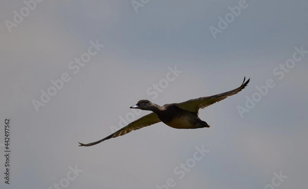 Obraz Blessgans (Anser albifrons)