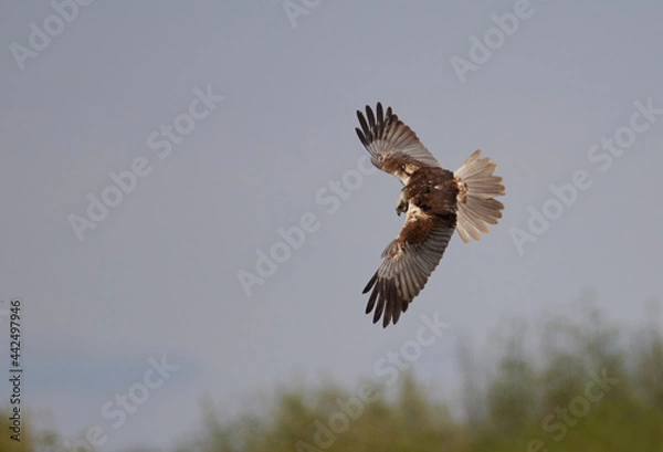 Obraz Rohrweihe (Circus aeruginosus)