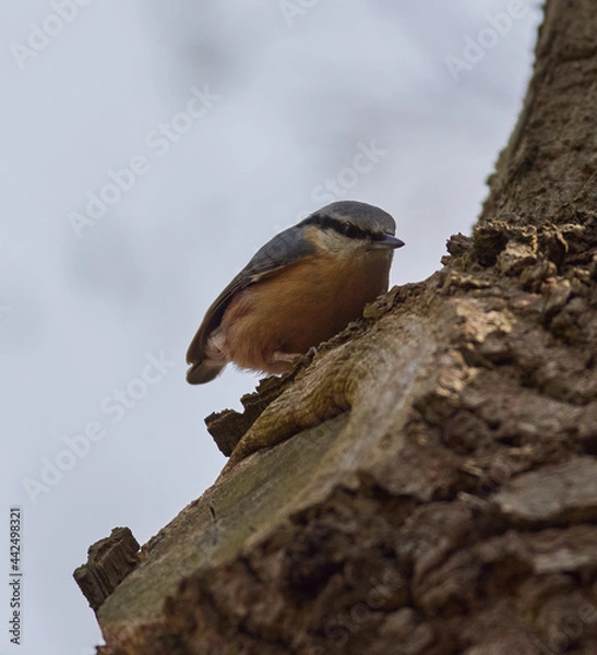 Obraz Kleiber (Sitta)