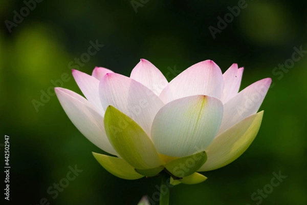 Fototapeta 蓮開花