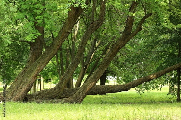 Obraz View with trees on a summer day.