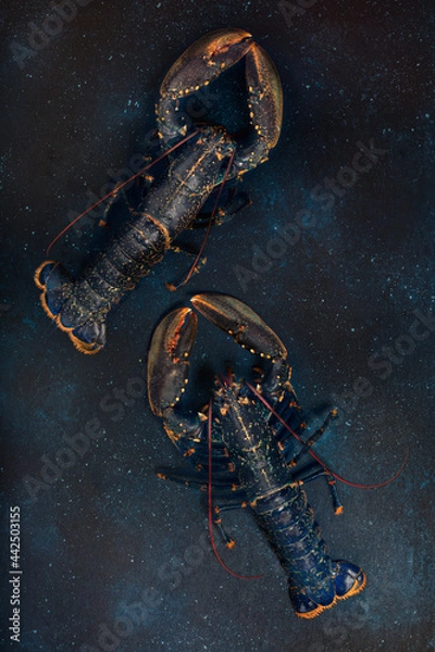 Obraz Deux homards bleus vivants sur le fond bleu