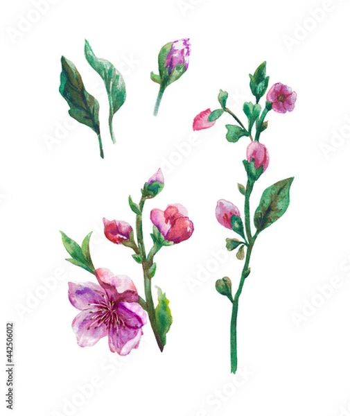Obraz Pink romantic flower isolated set with 5 elements. Rose flower in a romantic style painted in hand watercolor. For making bouquets, frames, invitations