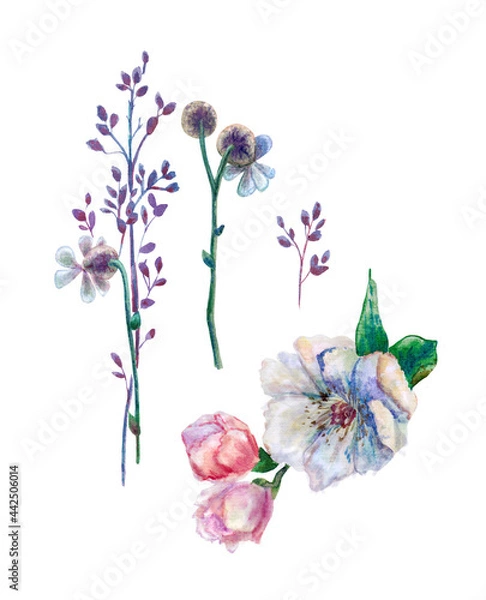 Fototapeta Set of isolated fragments of a white pion flower in a romantic style painted in watercolor. For making bouquets, frames, invitation