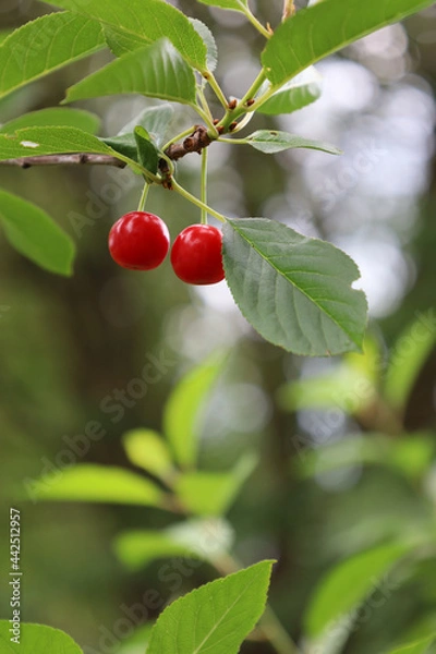 Obraz Bonn Germany June 2021 two ripe red cherries hanging on the tree against a green background in natural sunlight