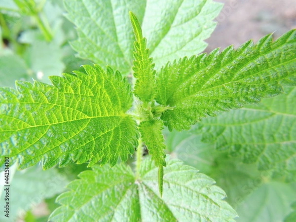 Fototapeta nettle 