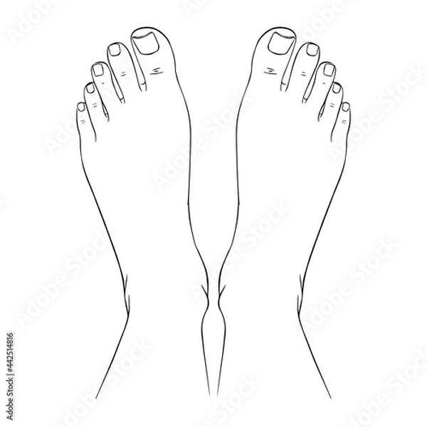 Obraz Beautiful female feet barefoot sketch. Black-and-white outline sketch. A design element for spa, manicure or cosmetics.