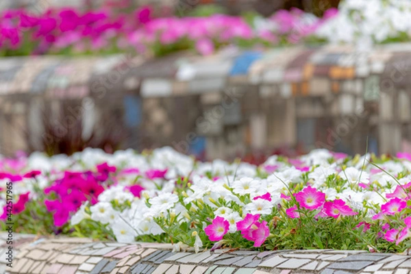 Fototapeta 花壇