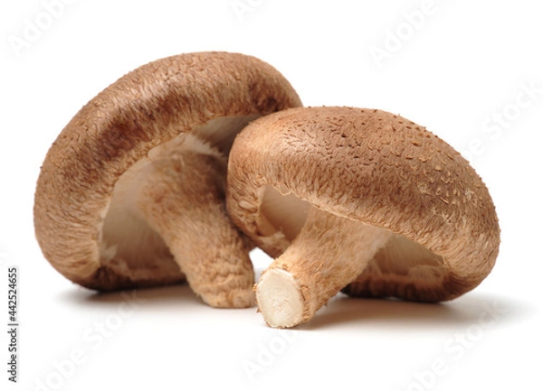 Fototapeta Shiitake mushroom on the White background 