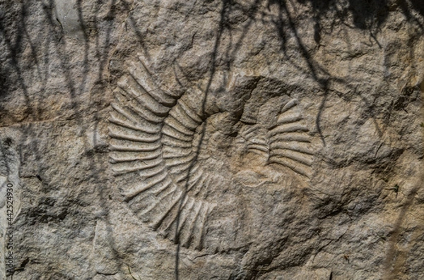 Fototapeta Possil ammonite in Ojcowski National Park, Poland
