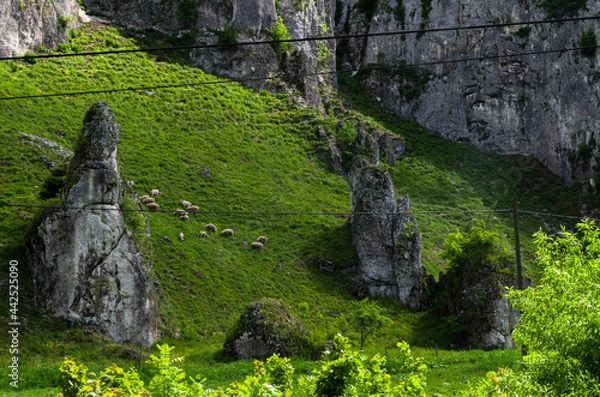 Fototapeta Flock of sheep bewteen rocks, Ojcowski National Park, Poland