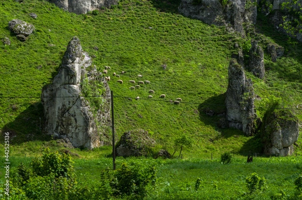 Fototapeta Flock of sheep bewteen rocks, Ojcowski National Park, Poland