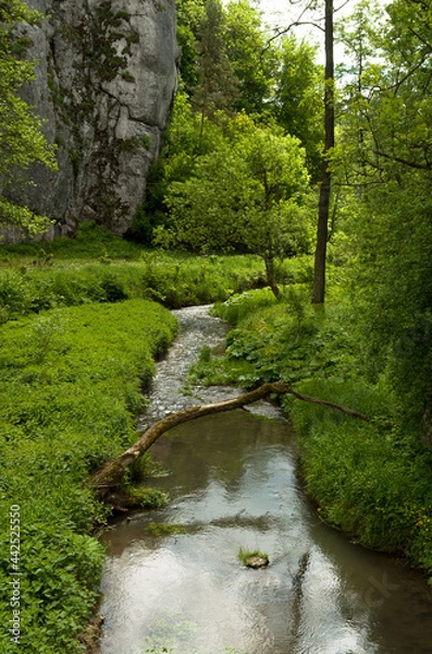 Fototapeta Stream in the forest, Ojcowski National Park, Poland