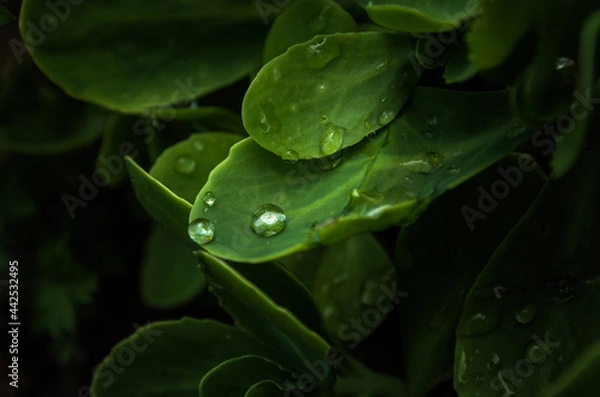Fototapeta Rain drops on a leaf