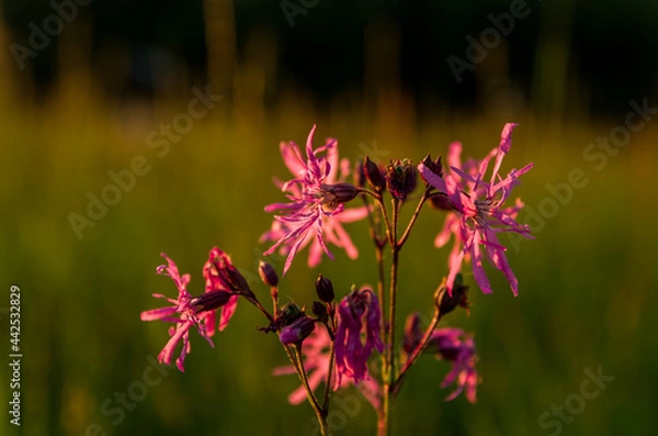 Fototapeta Sunset in the meadow