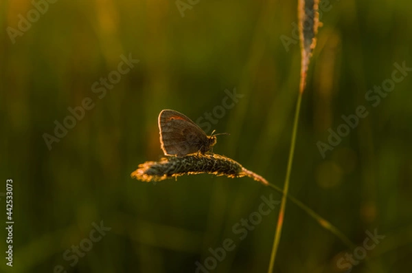 Fototapeta Butterfly on the grass during sunset