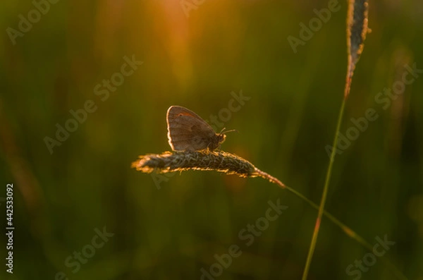 Fototapeta Butterfly on the grass during sunset
