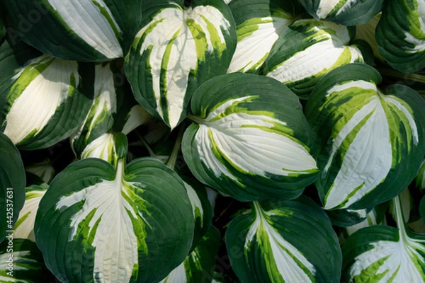 Obraz White-green leaves of hosta color festival. Funkia. Leaf on dark background. 