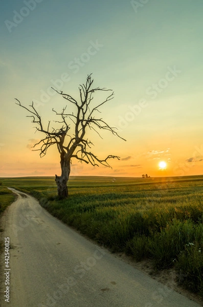 Fototapeta Lonely tree during sunset, Sułoszowa, Poland