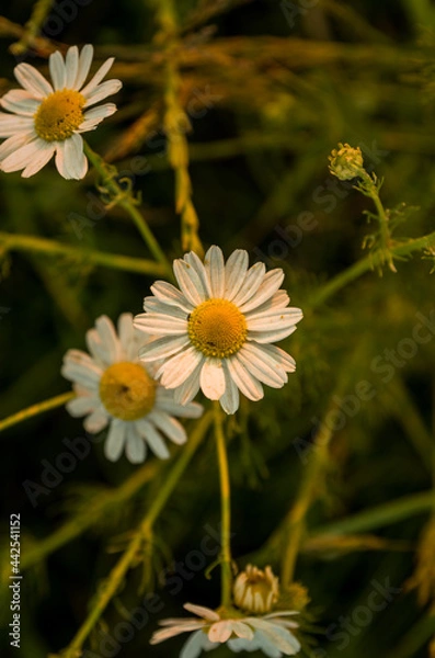 Fototapeta Camomile during sunset