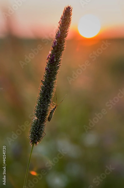 Fototapeta Small grasshopper in the grass during sunset