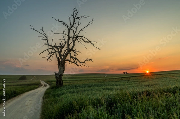 Fototapeta Lonely tree during sunset, Sułoszowa, Poland