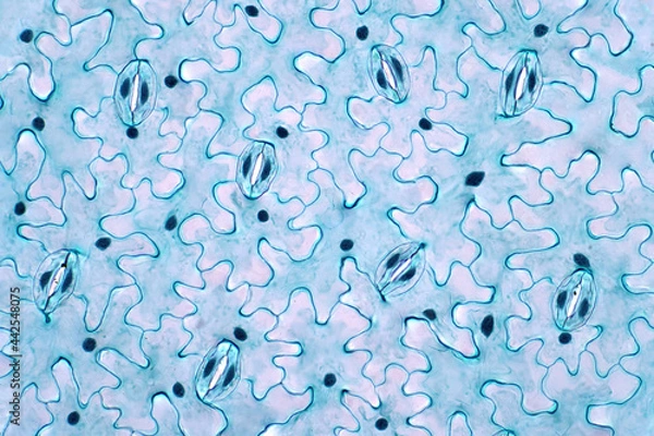 Fototapeta The leaf epidermis under light microscope view has small pores, called stomata.