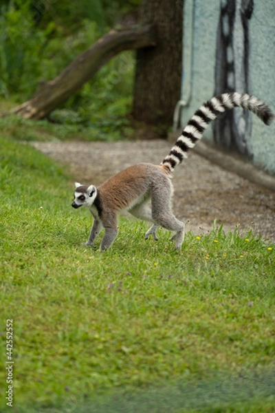 Fototapeta Zoo Erdmänchen