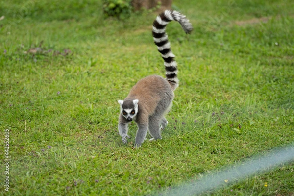 Fototapeta Zoo Erdmänchen