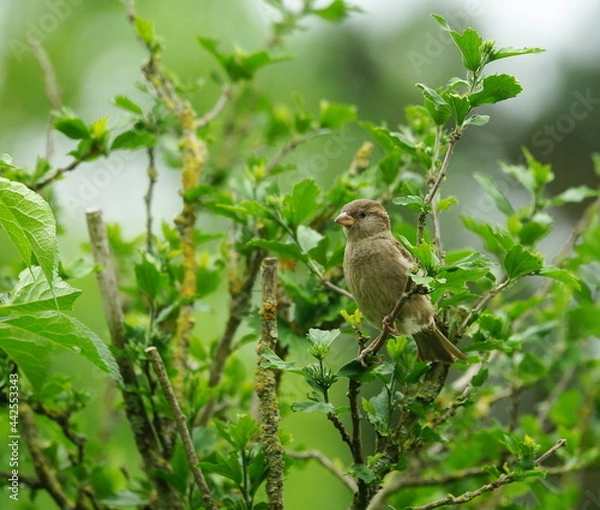 Obraz garden,hedge,living space