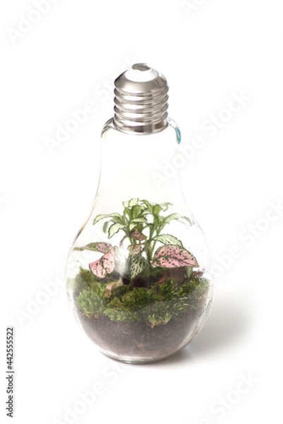 Fototapeta Closeup of miniature plant in a transparent glass contenair in shaped light on white background