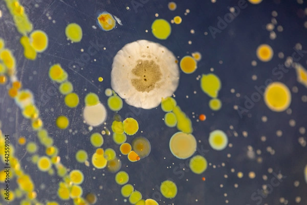 Fototapeta Backgrounds of Characteristics and Different shaped Colony of Bacteria and Mold growing on agar plates from Soil samples for education in Microbiology laboratory.
