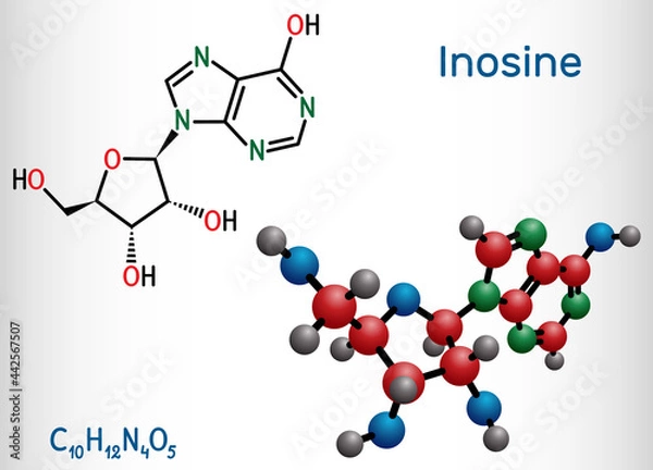 Fototapeta Inosine molecule. It is purine nucleoside, commonly occurs in tRNA. Consists of hypoxanthine connected to ribofuranose glycosidic bond. Structural chemical formula, molecule model.