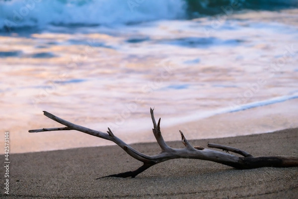 Fototapeta 波打ち際の流木