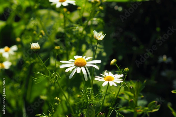 Obraz flowers of daisies on a dark green foliage background..