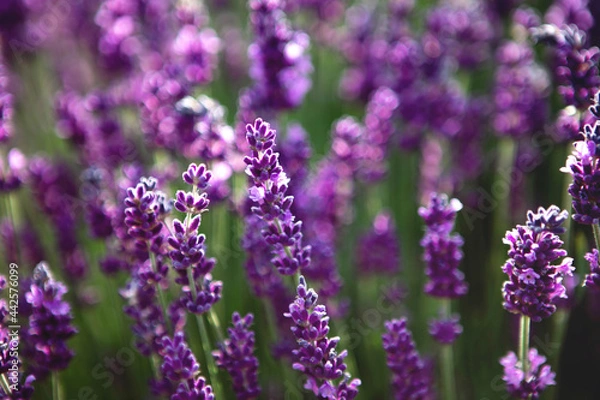 Fototapeta Selective focus Lavender flowers at sunset rays, Blooming Violet fragrant lavender flower summer landscape. Growing Lavender, harvest, perfume ingredient, aromatherapy. Lavender field lit by sunlight