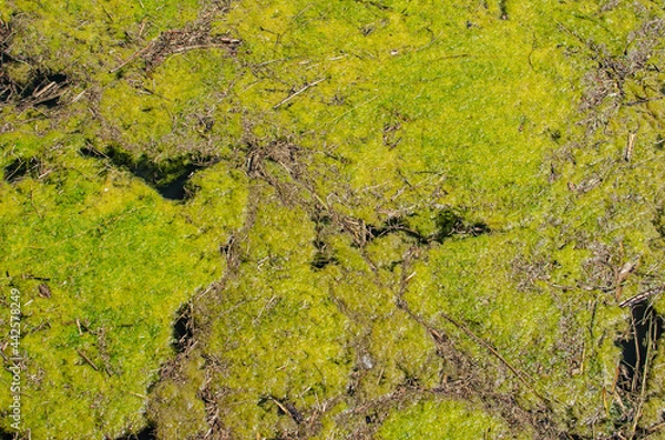 Obraz The background of an aquatic plant is yellowish green on the surface of the water.
