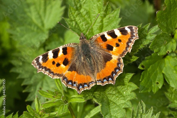 Fototapeta Small Tortoiseshell Butterfly - Aglais urticae