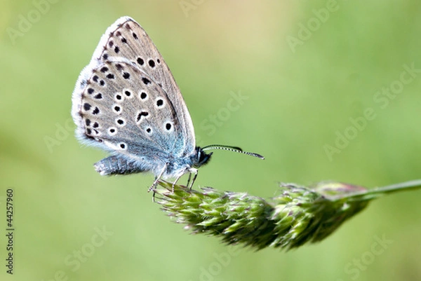 Fototapeta Large Blue Butterfly