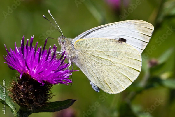 Obraz Large White Butterfly - Pieris brassicae