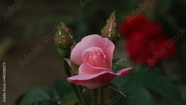 Fototapeta pąk róży