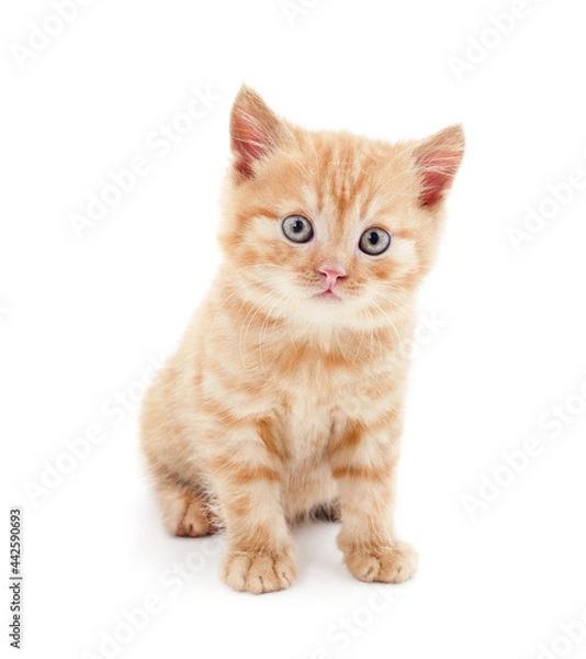 Fototapeta Little red kitten.