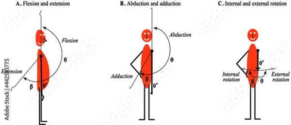 Obraz Shoulder movement: flexion, extension, abduction, adduction,  external rotation  and internal rotation