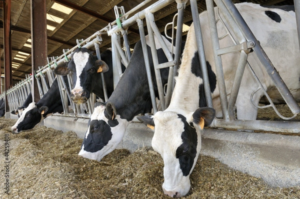 Fototapeta Krowy Prim'Holstein