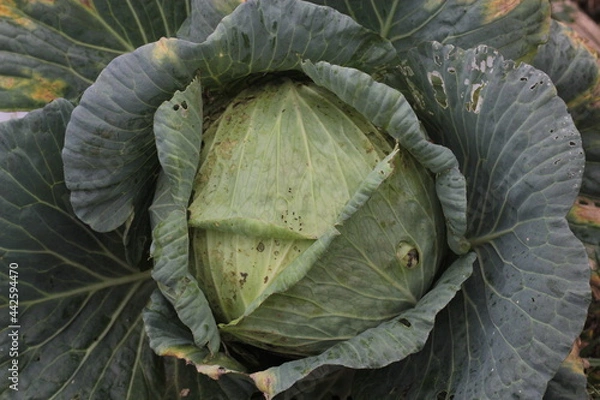 Obraz fresh cabbage for cooking