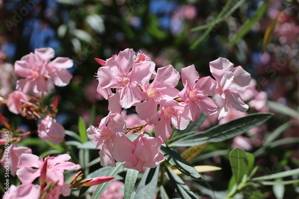 Obraz pink and white flowers